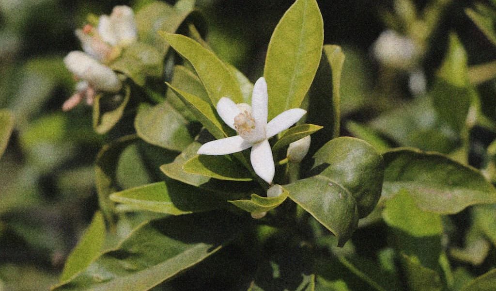 Flowering Rovensa Next